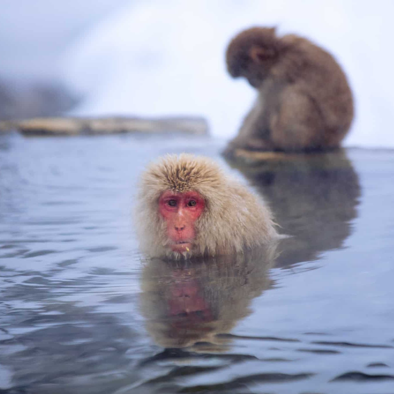 Snow Monkey Day Tour