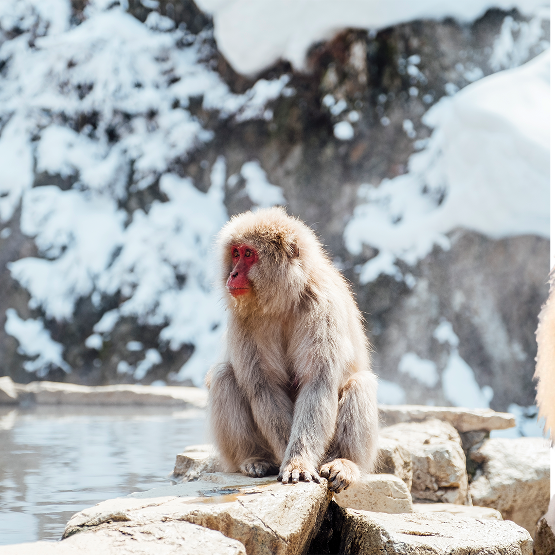 Snow Monkey Day Tour